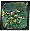 [2.  'Tis the last Rose of Summer, &hellip;