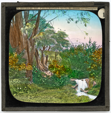 [1.] We grew in a yellow cluster under a shady tree