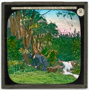 2. But a primrose gathered spied us