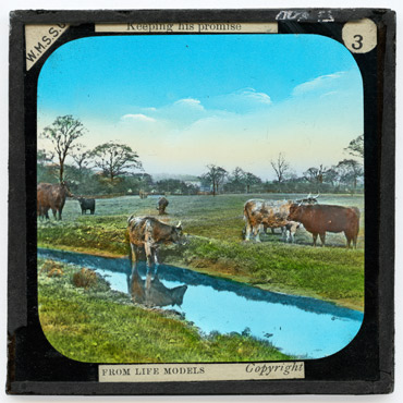 [3. The cattle showed signs of neglect by their shaggy appearance]