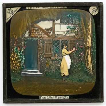 3. That fair girl had grown far taller than the red rose tree